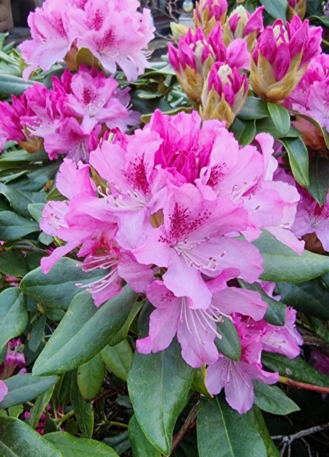 Begonia Cottage Briston Luaran gambar